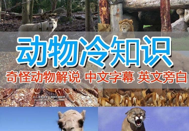 外面卖1699的国外纪录片解说(动物解说、美食、动画片)稳过中视频-靠谱项目库